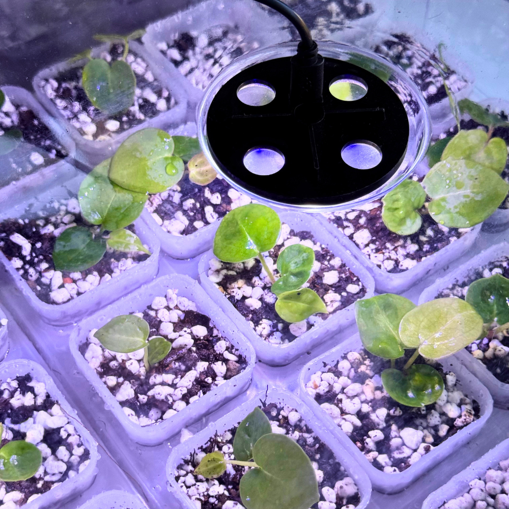 Transparent Seed Starter Tray / Propagation Box [XL]