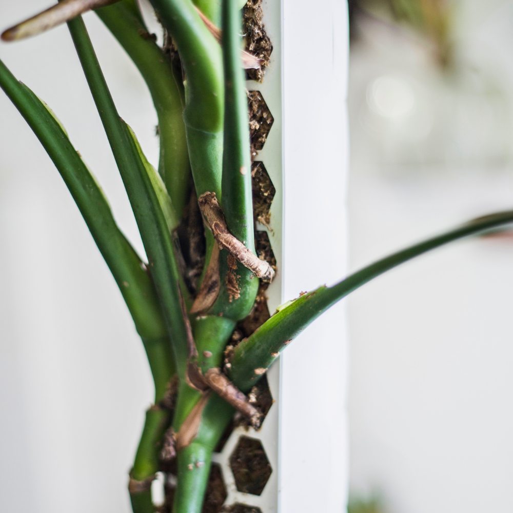 Moss Poles [Classic]