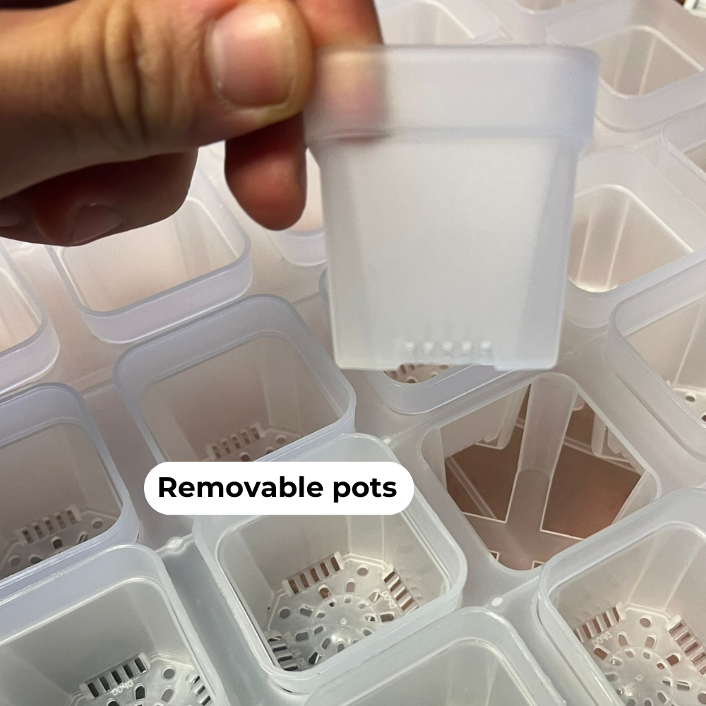 Transparent Seed Starter Tray / Propagation Box [XL]