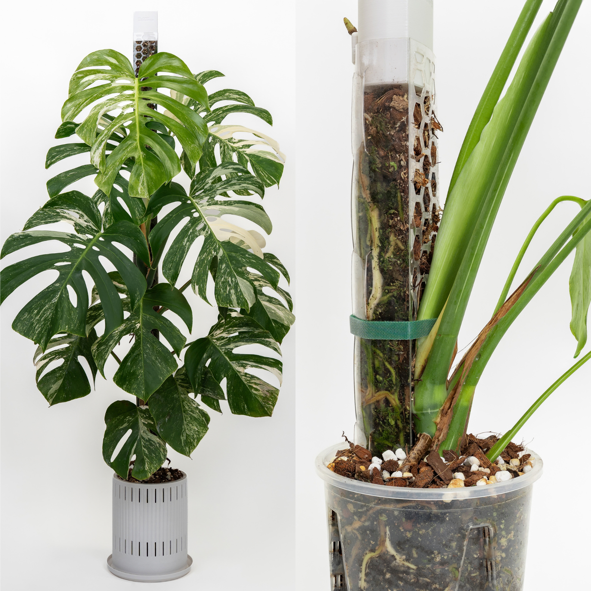 Monstera mix 8.5 L