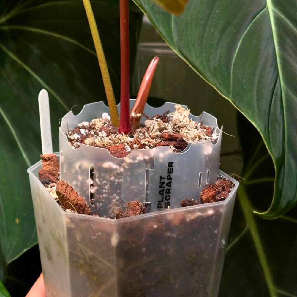 Pot Extenders for Anthuriums