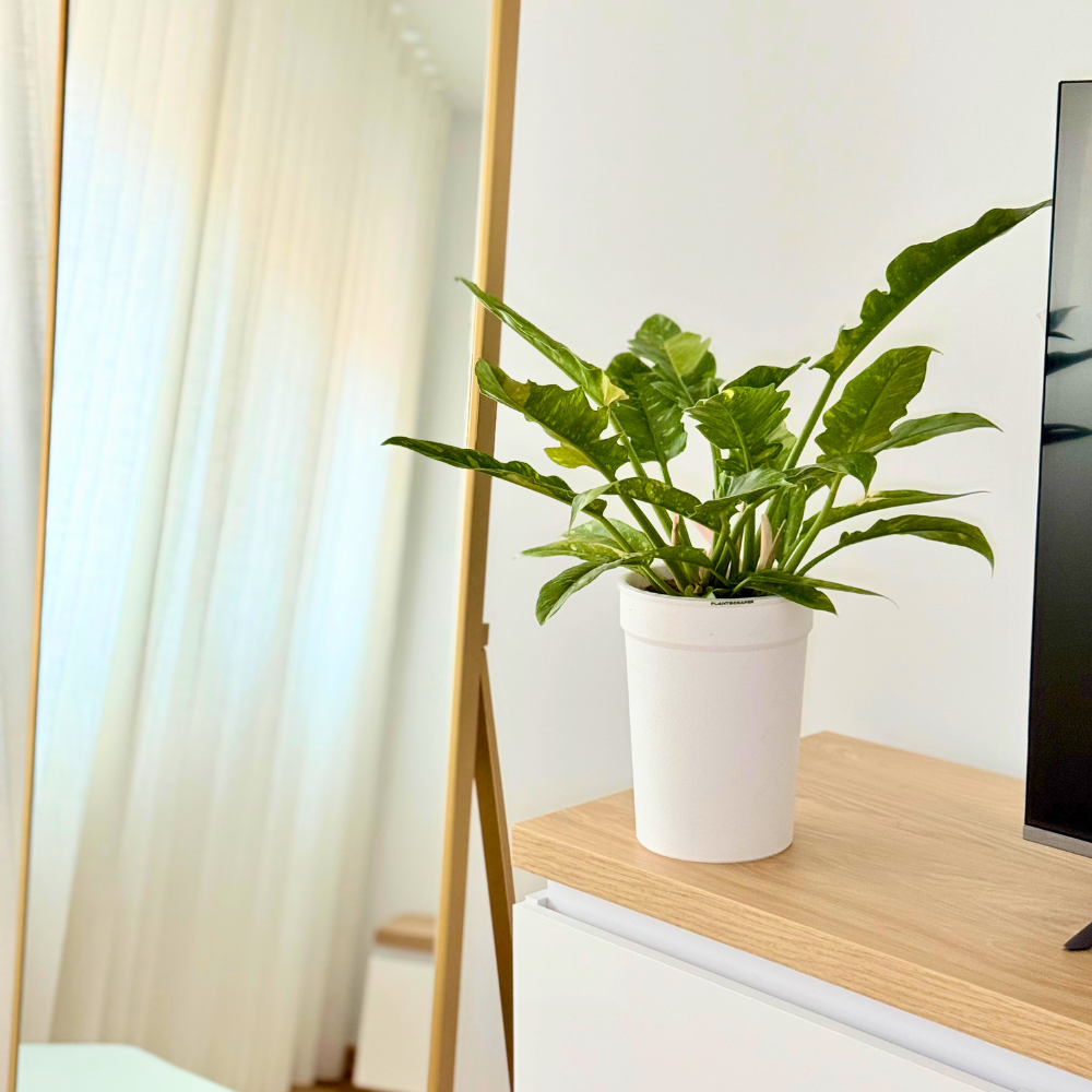 pot covers for indoor plants Pot Cover for Aroid Pots – Prevent Root Spiraling with Superior Airflow