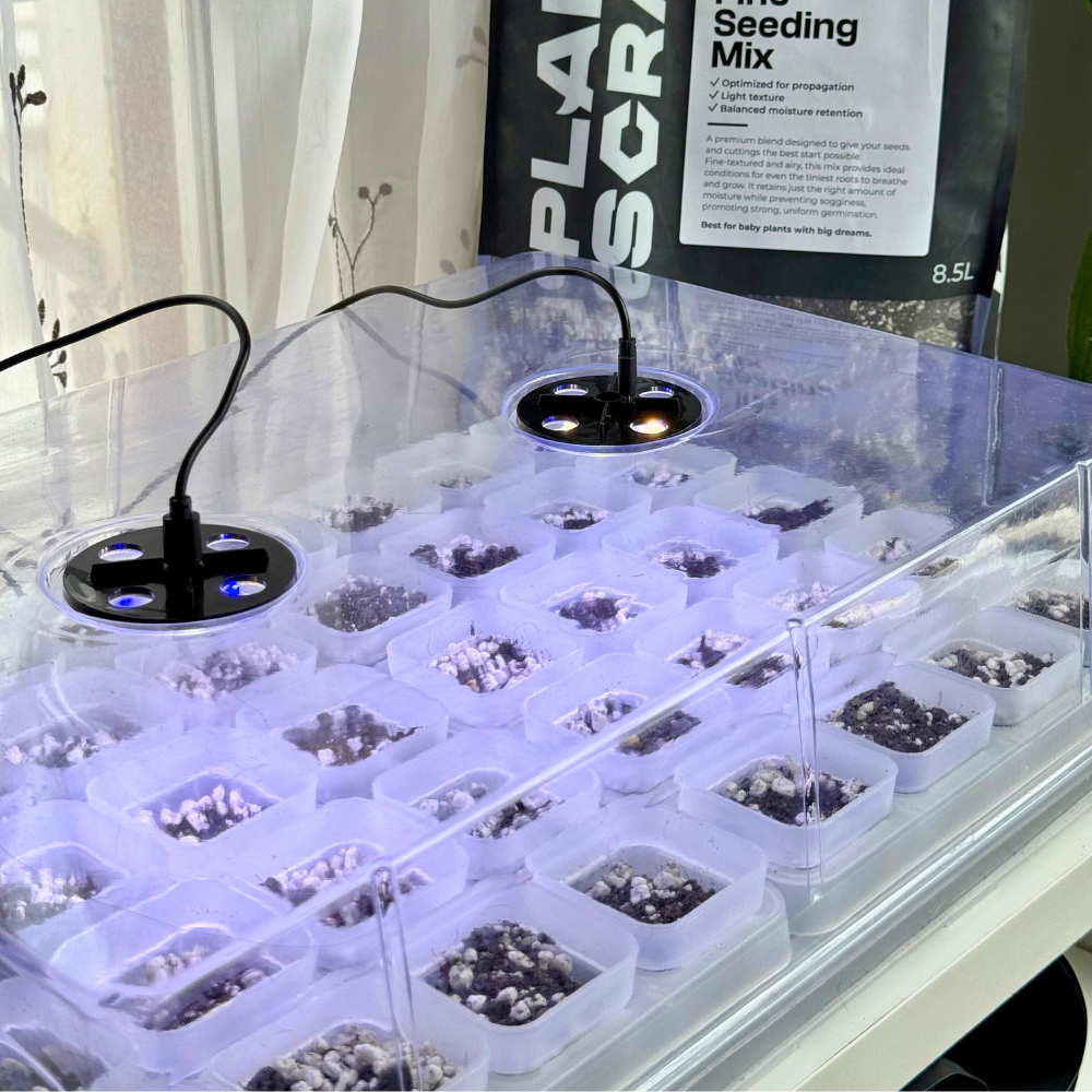 Transparent Seed Starter Tray / Propagation Box [XL]