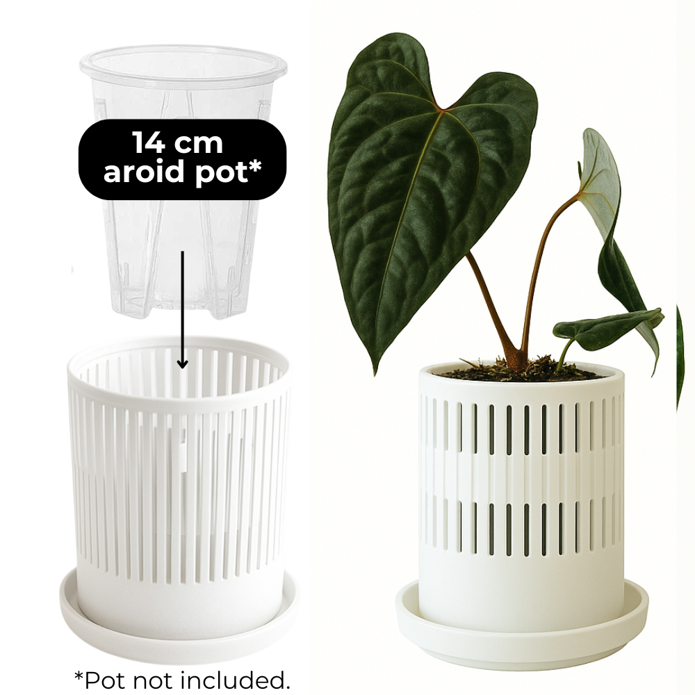 Ventilated Covers for Aroid Pots