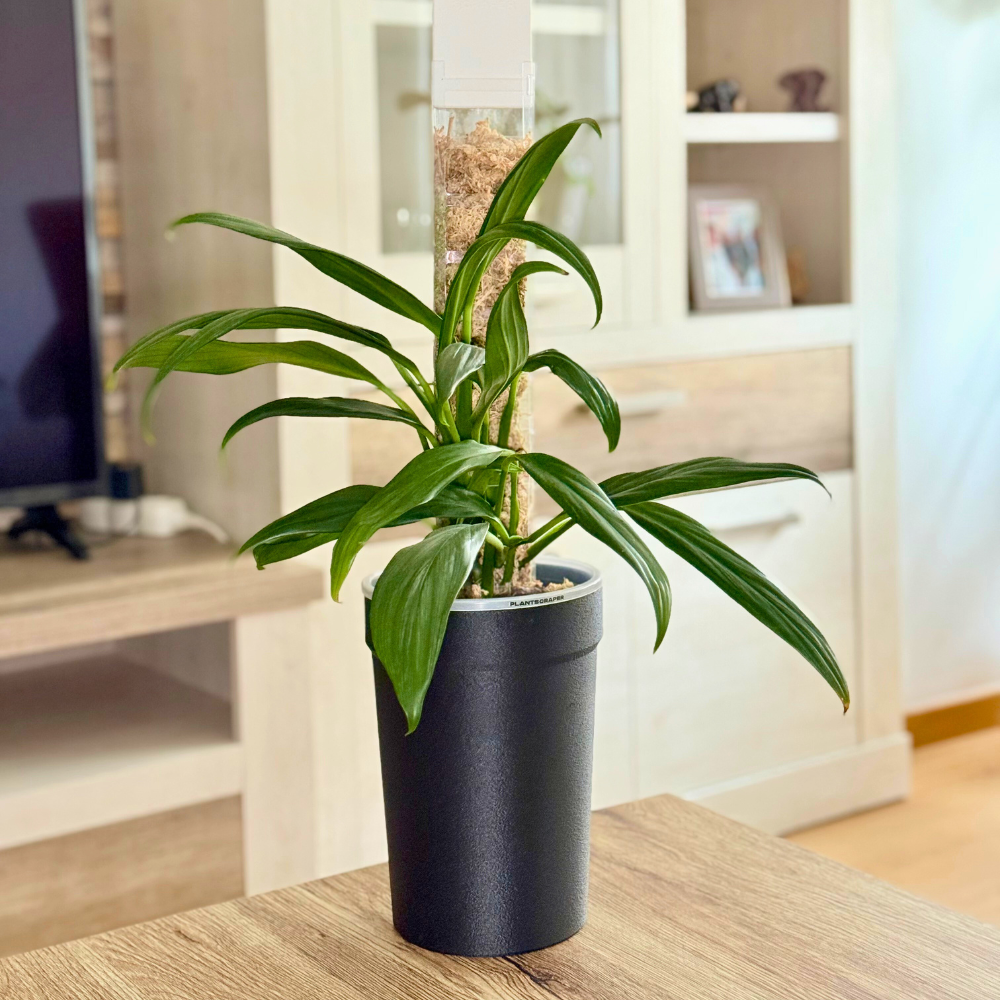 cover pots for indoor plants Pot Cover for Aroid Pots – Prevent Root Spiraling with Superior Airflow