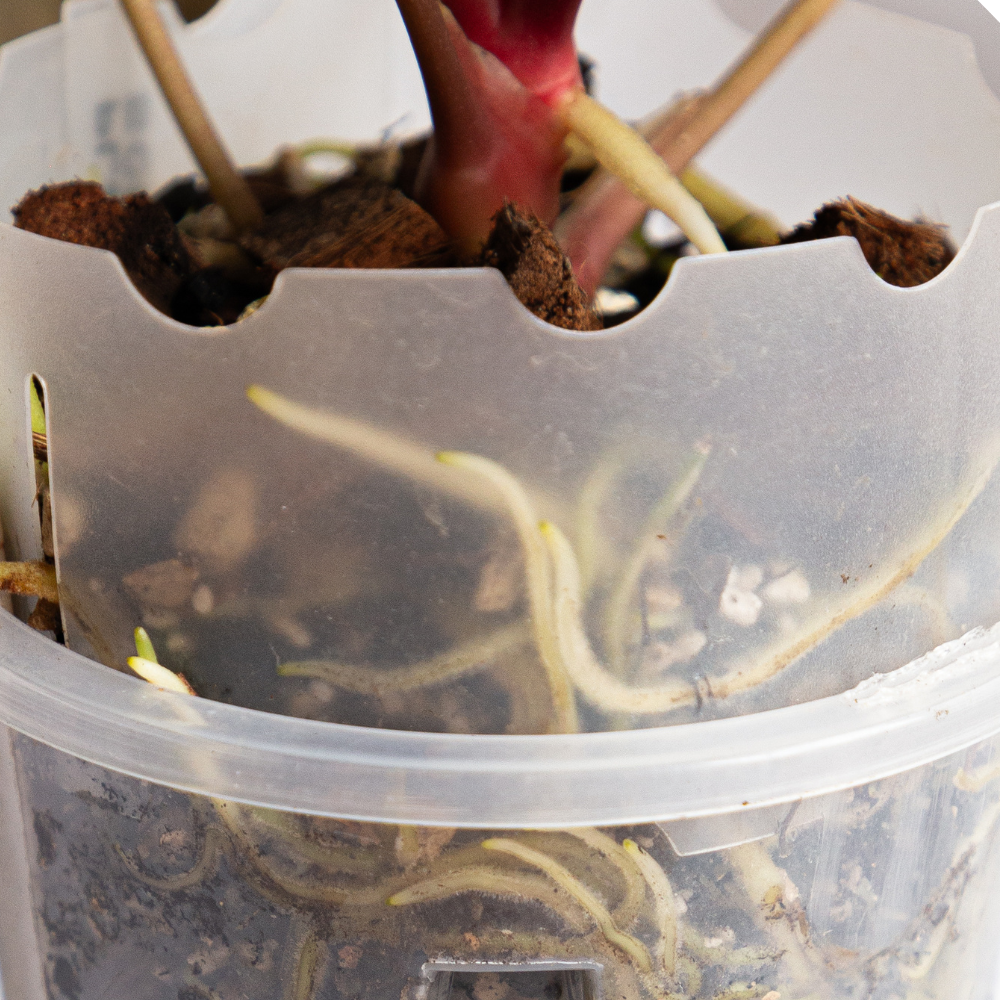 Pot Extenders for Anthuriums