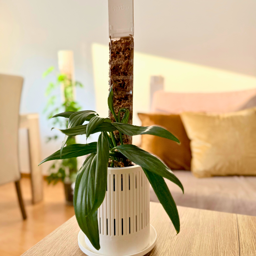 moss stick for indoor plants D-Shape Moss Pole Dripper - Efficient Hydration for Your Plants