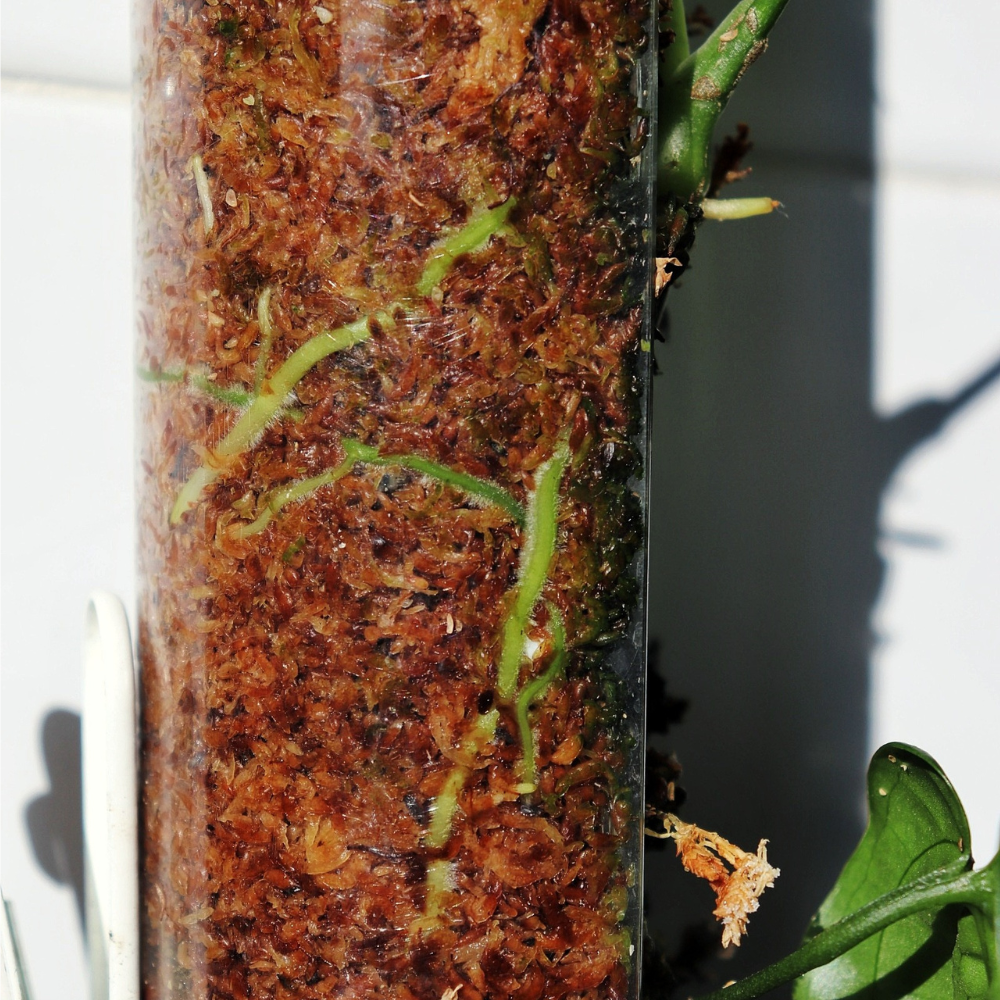 spanish moss removal pole Front Opening D-Shaped Moss Pole – Easy Access Support for Climbing Plants