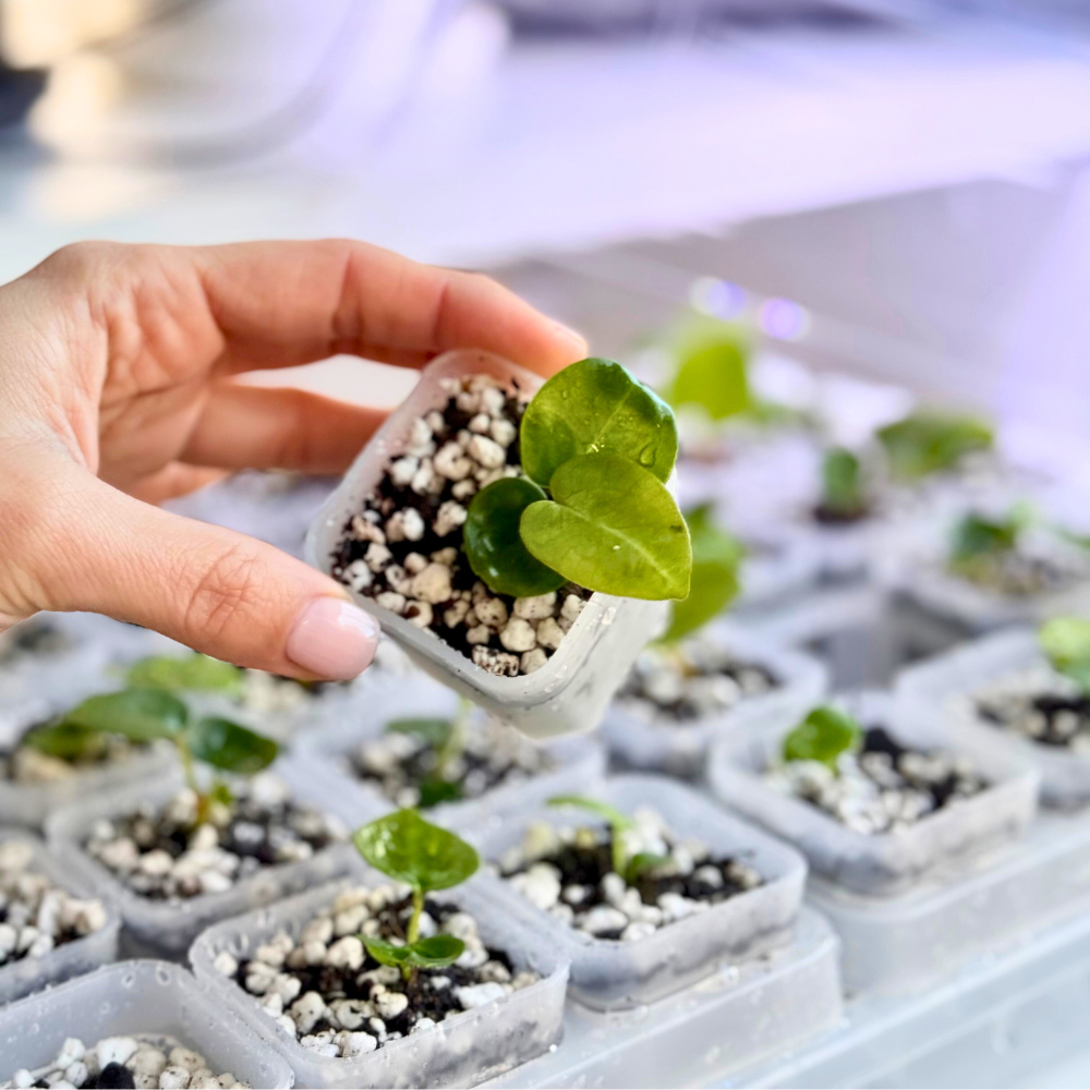 Transparent Seed Starter Tray / Propagation Box [XL]