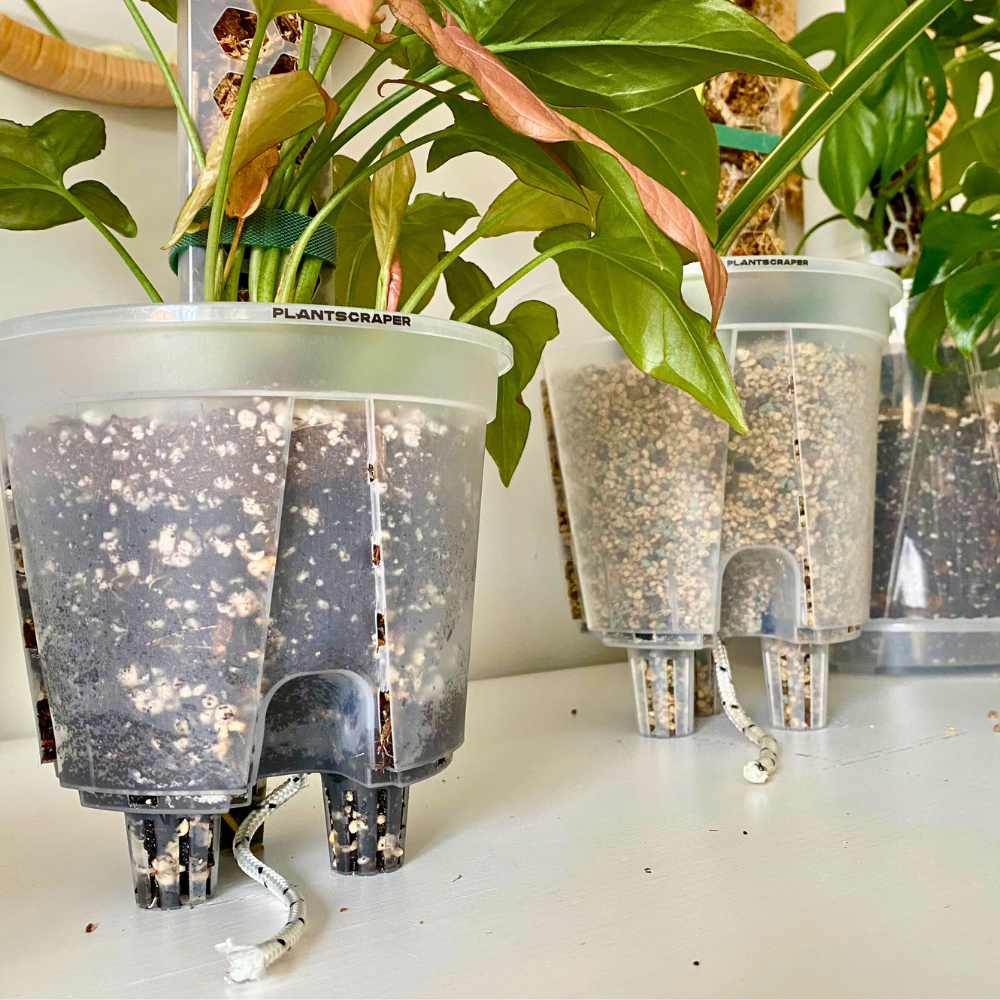 self watering house plant Self-Watering Anchor Set – Stabilize Moss Poles with Integrated Pot and Pole System