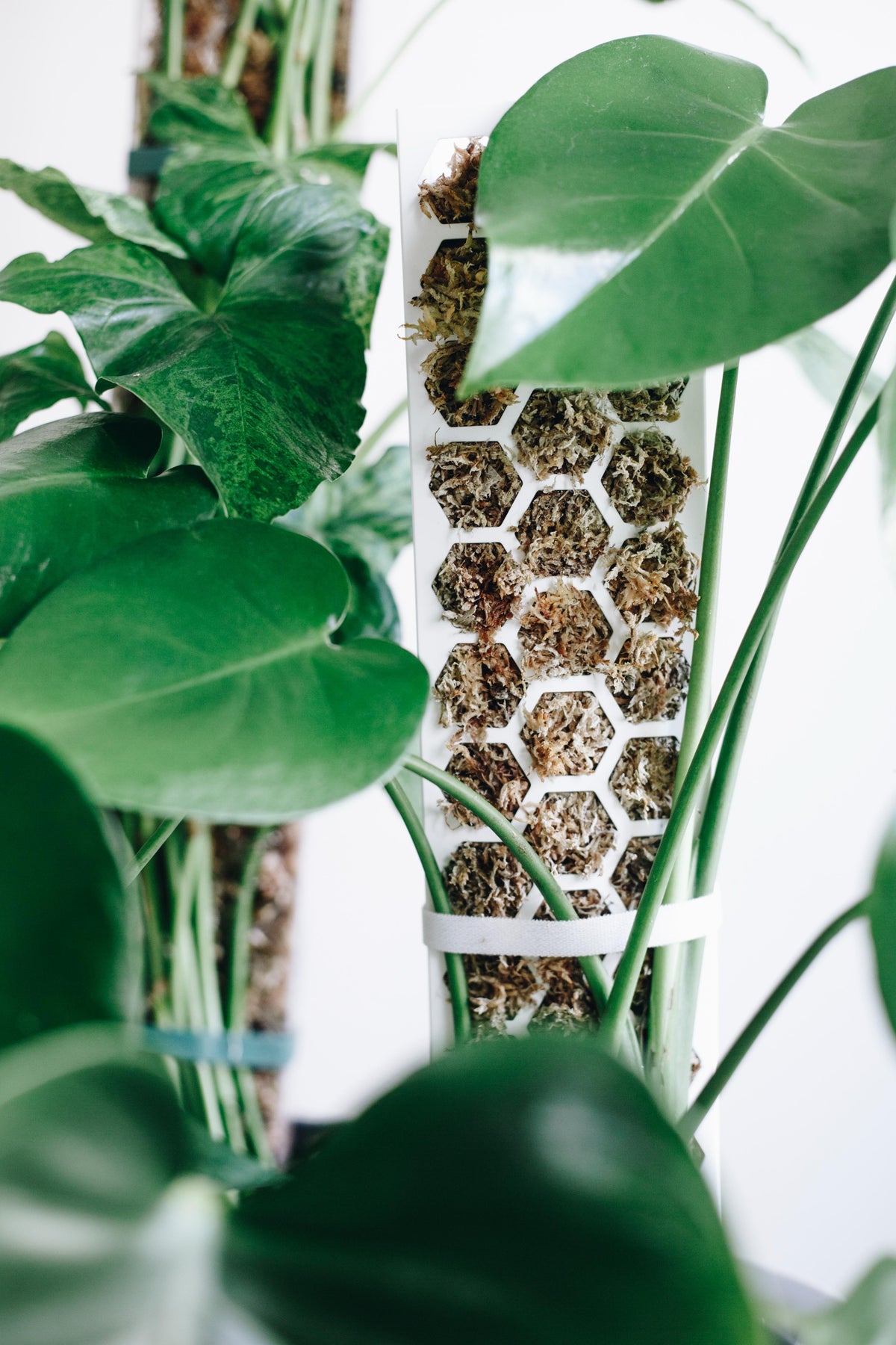 PlantScraper.com - Indoor Plant Supplies ┃Europe