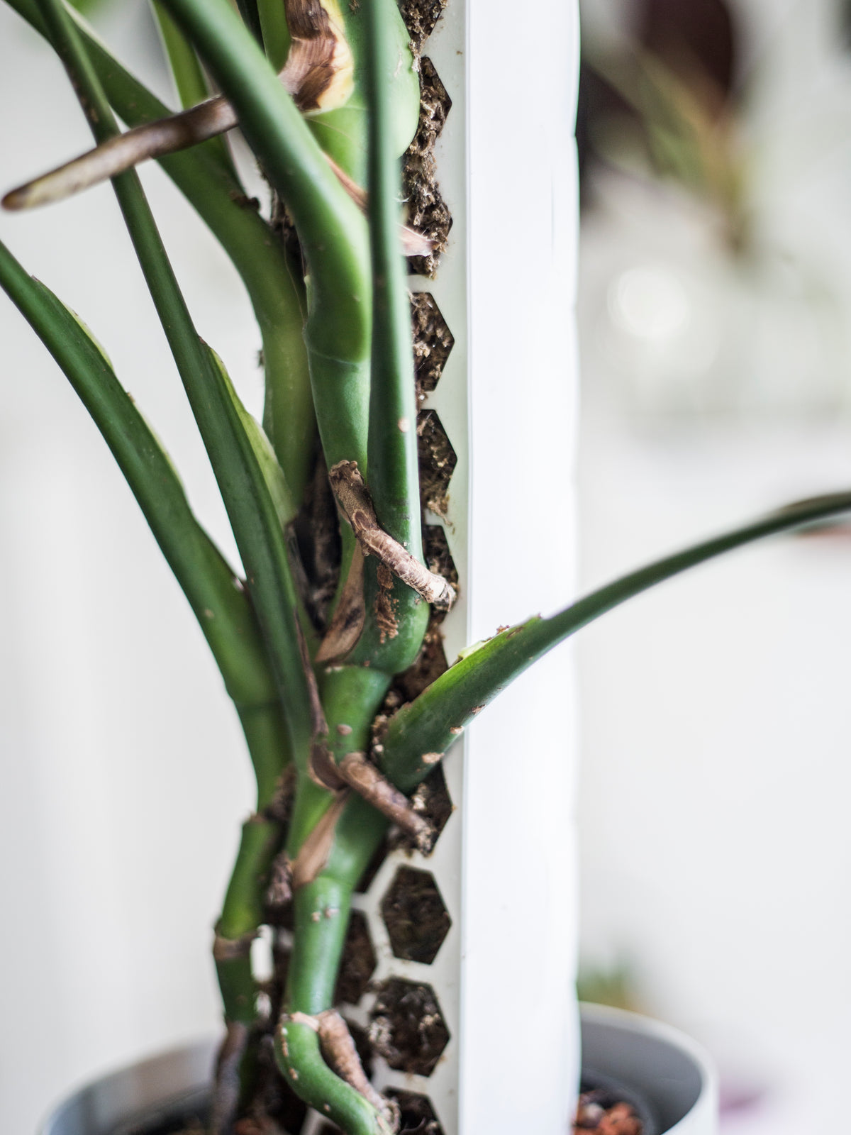 Moss Poles [Classic]