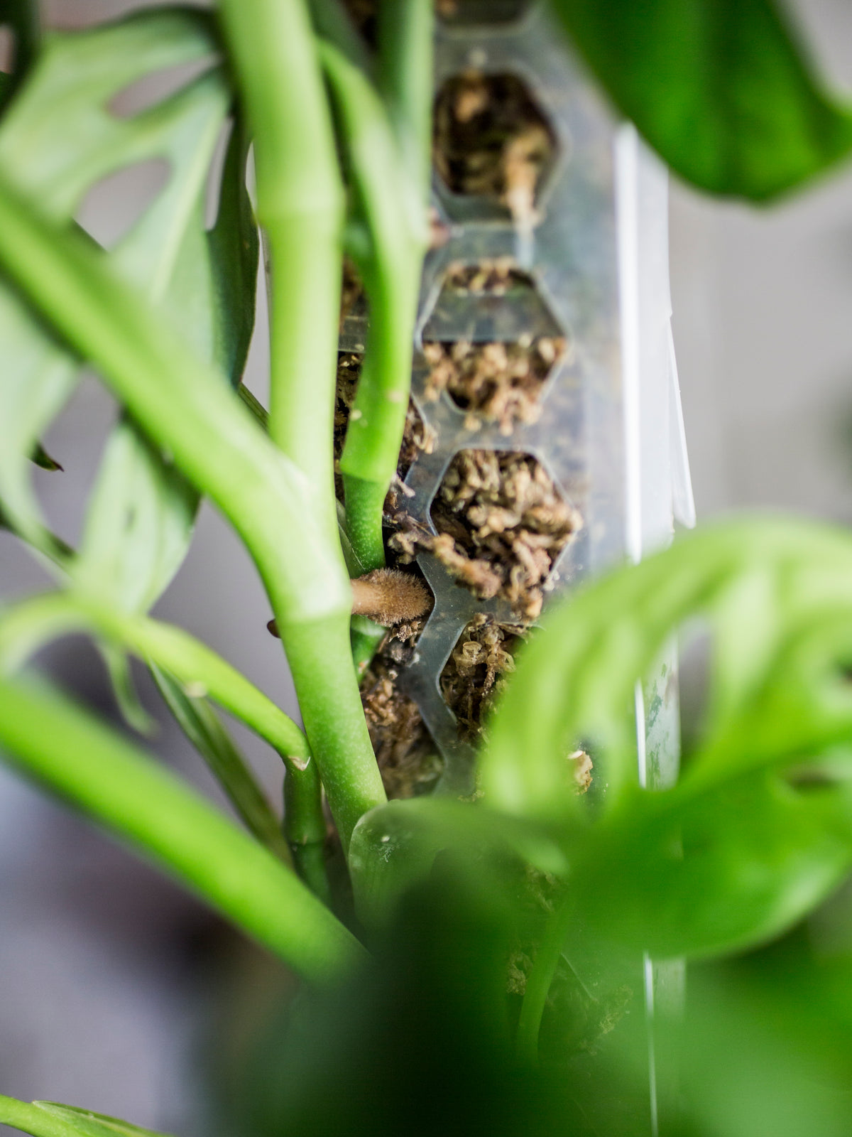 Moss Poles [Classic]