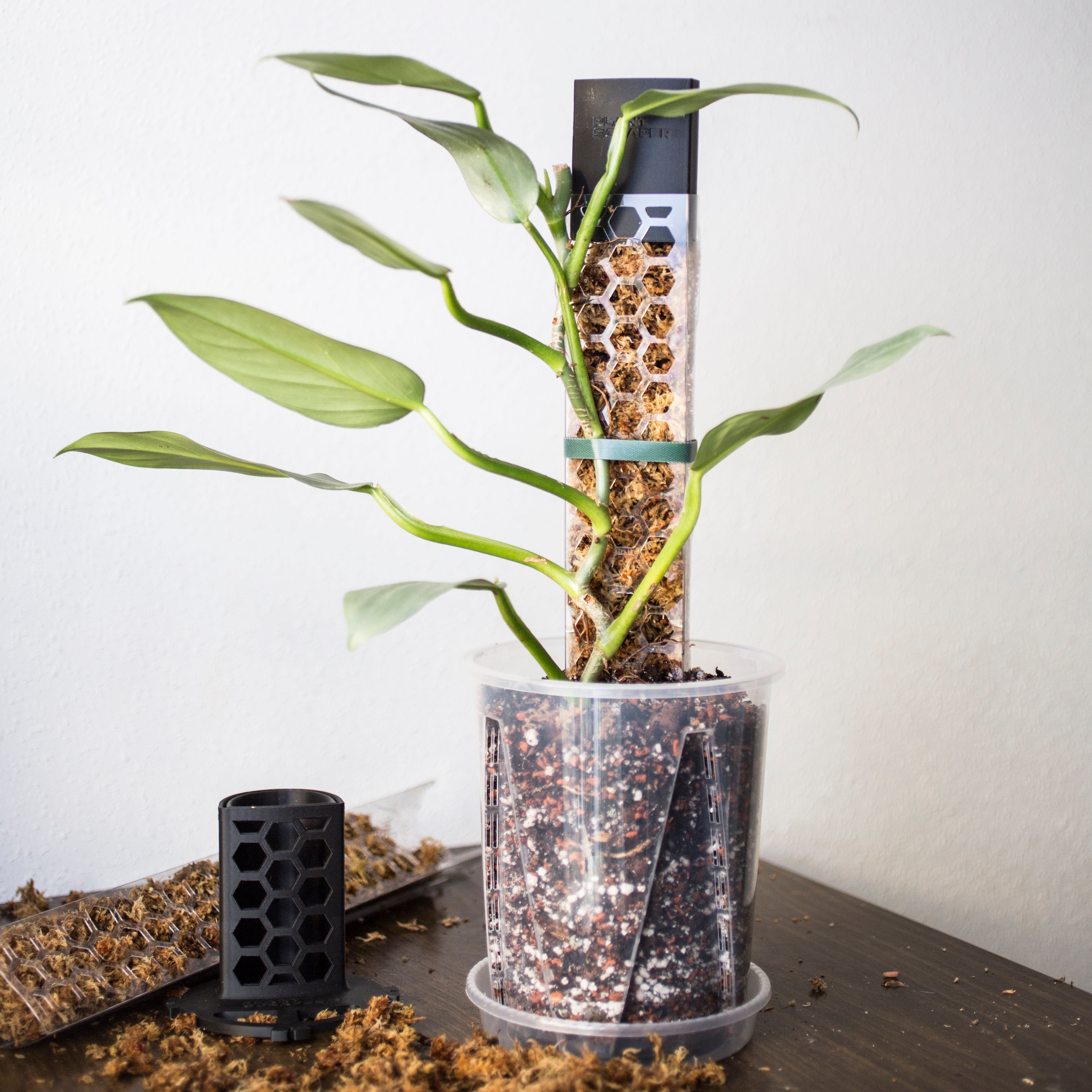 Moss Poles [Classic]