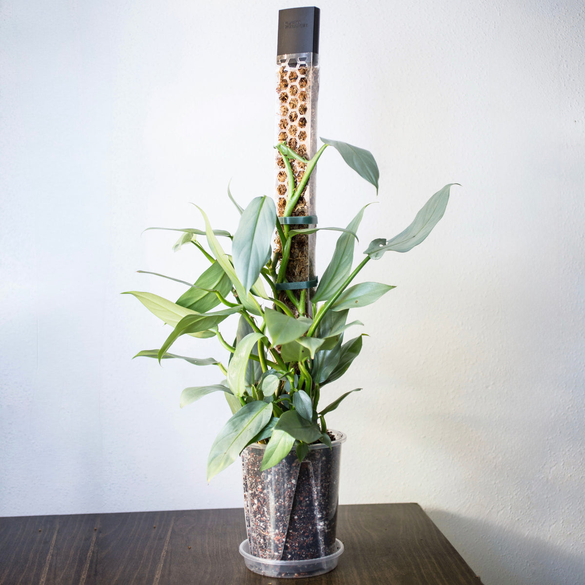 Moss Poles [Classic]