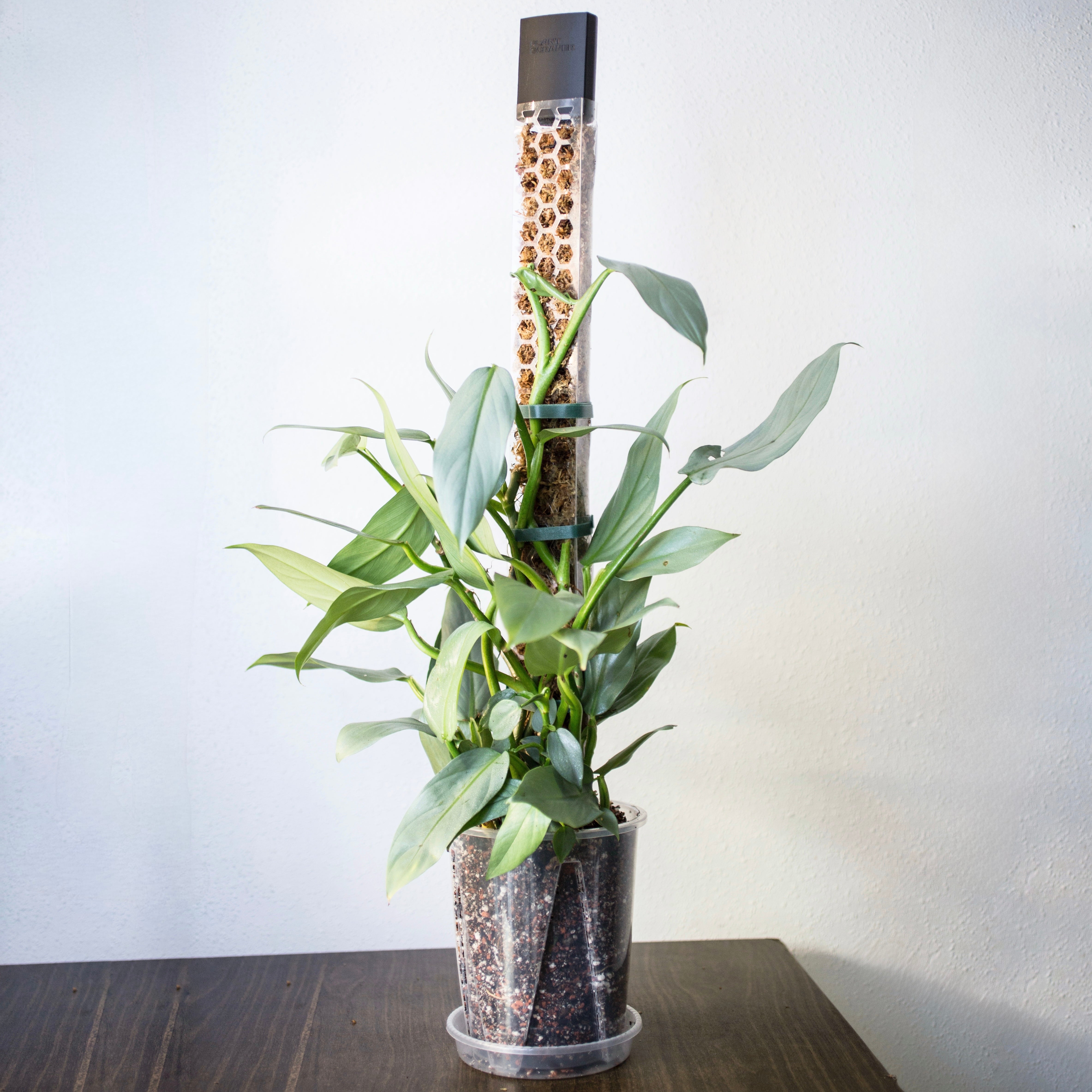 Moss Poles [Classic]