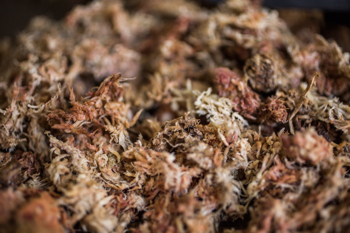 Sphagnum Moss 300g