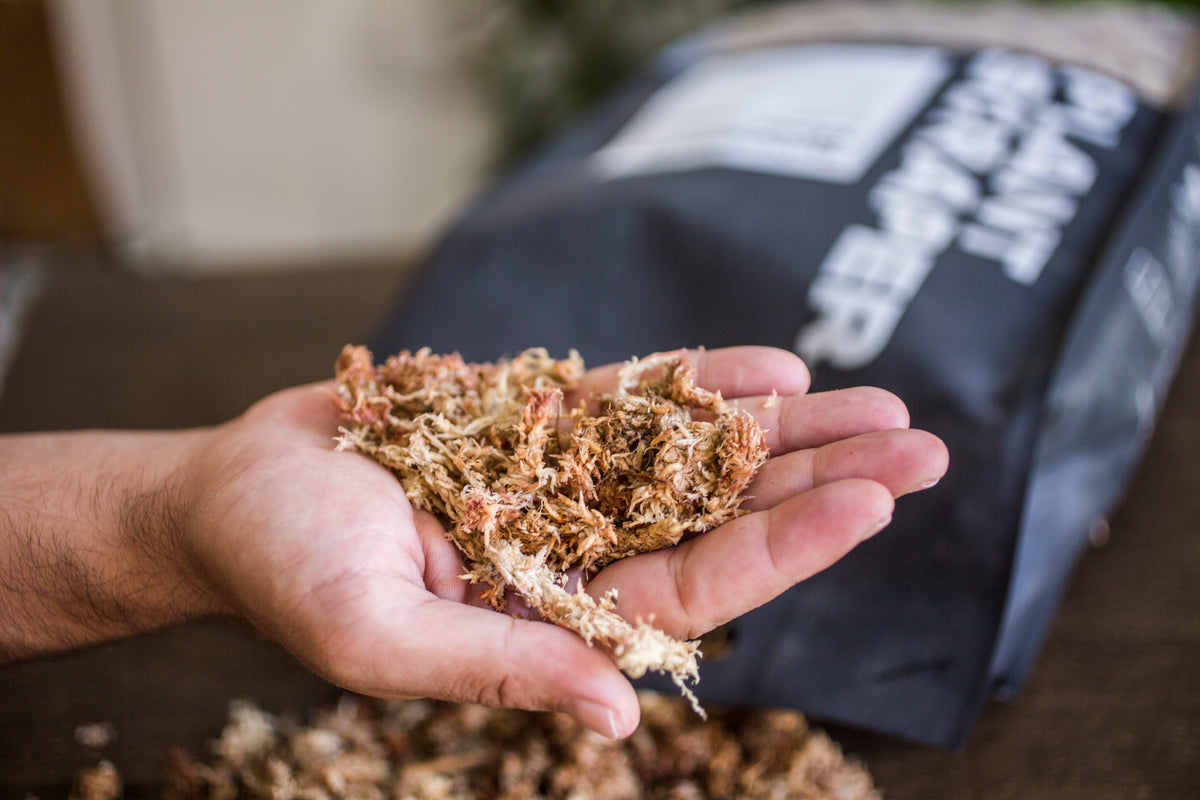 Sphagnum Moss 300g