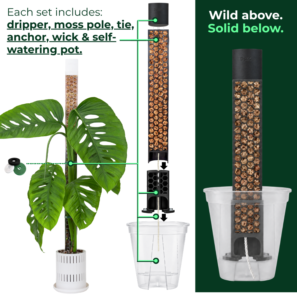 Self-watering moss pole anchor kit with clear aroid pot and water reservoir