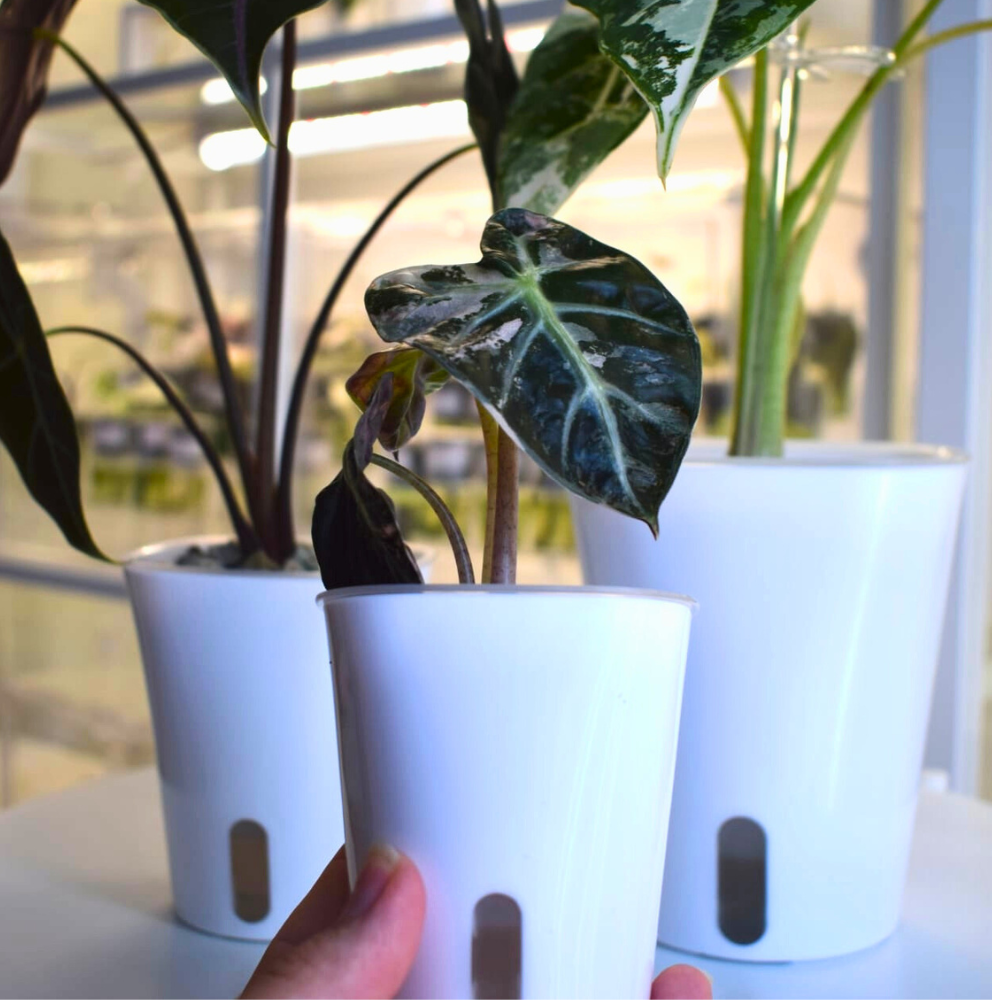 Self-watering Pots with Clear Inserts