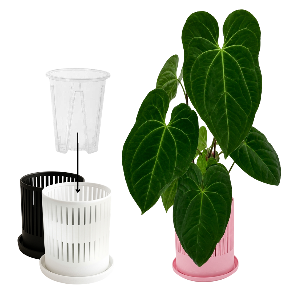 Ventilated Covers for Aroid Pots