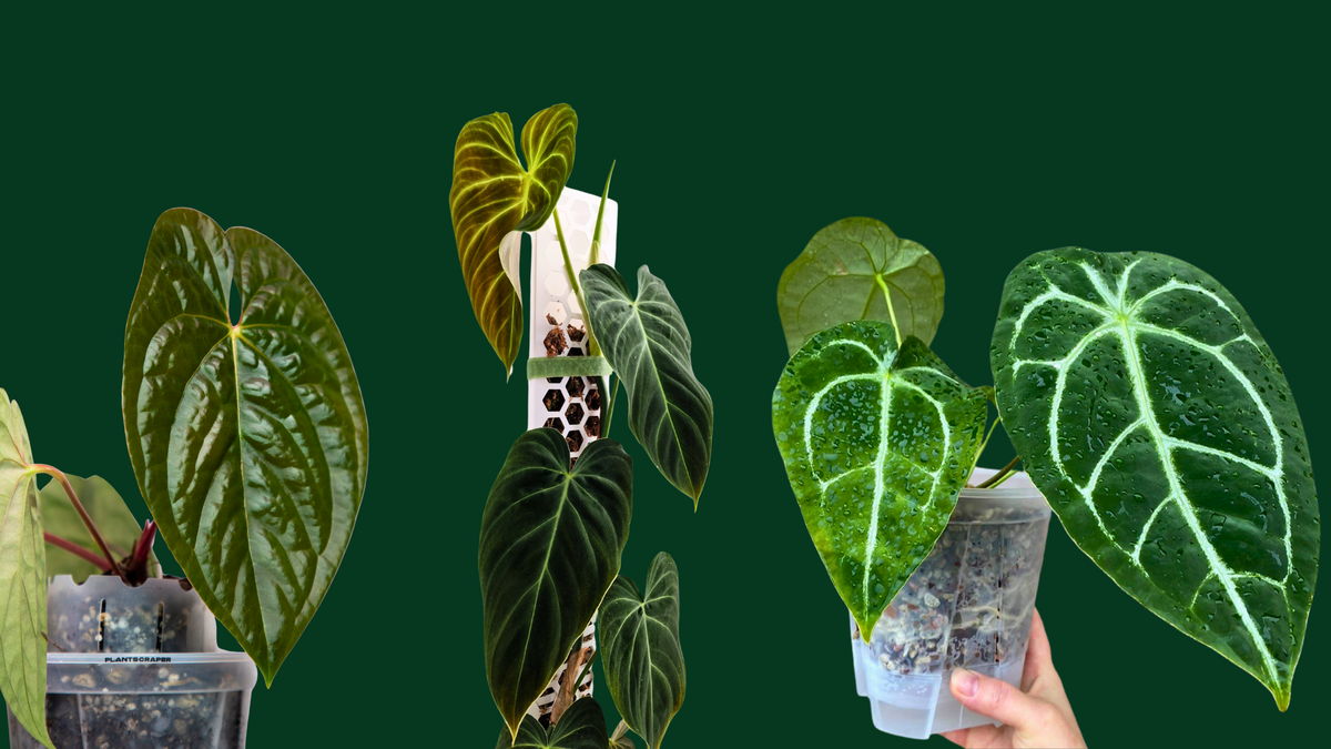 PlantScraper.com - Indoor Plant Supplies ┃Europe