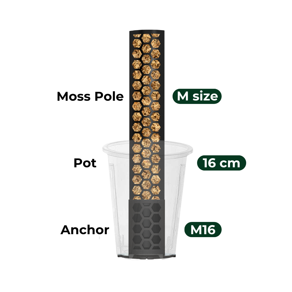 Anchor Set for Moss Poles [Classic]