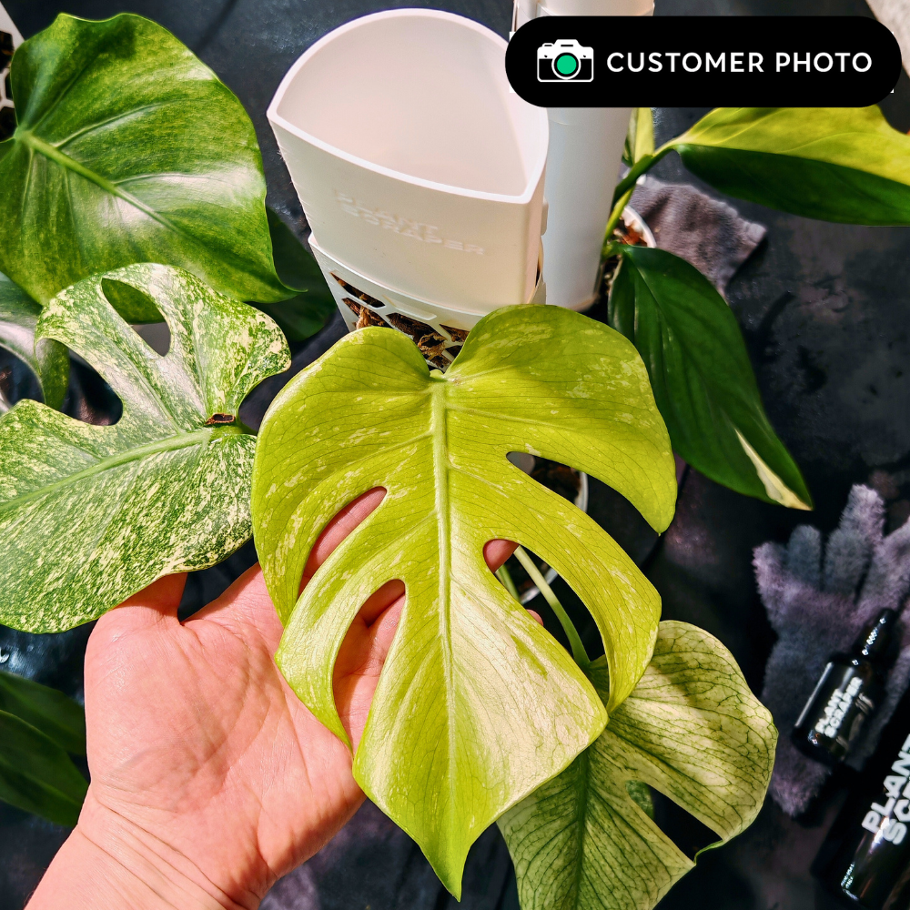 Moss Poles [Classic]