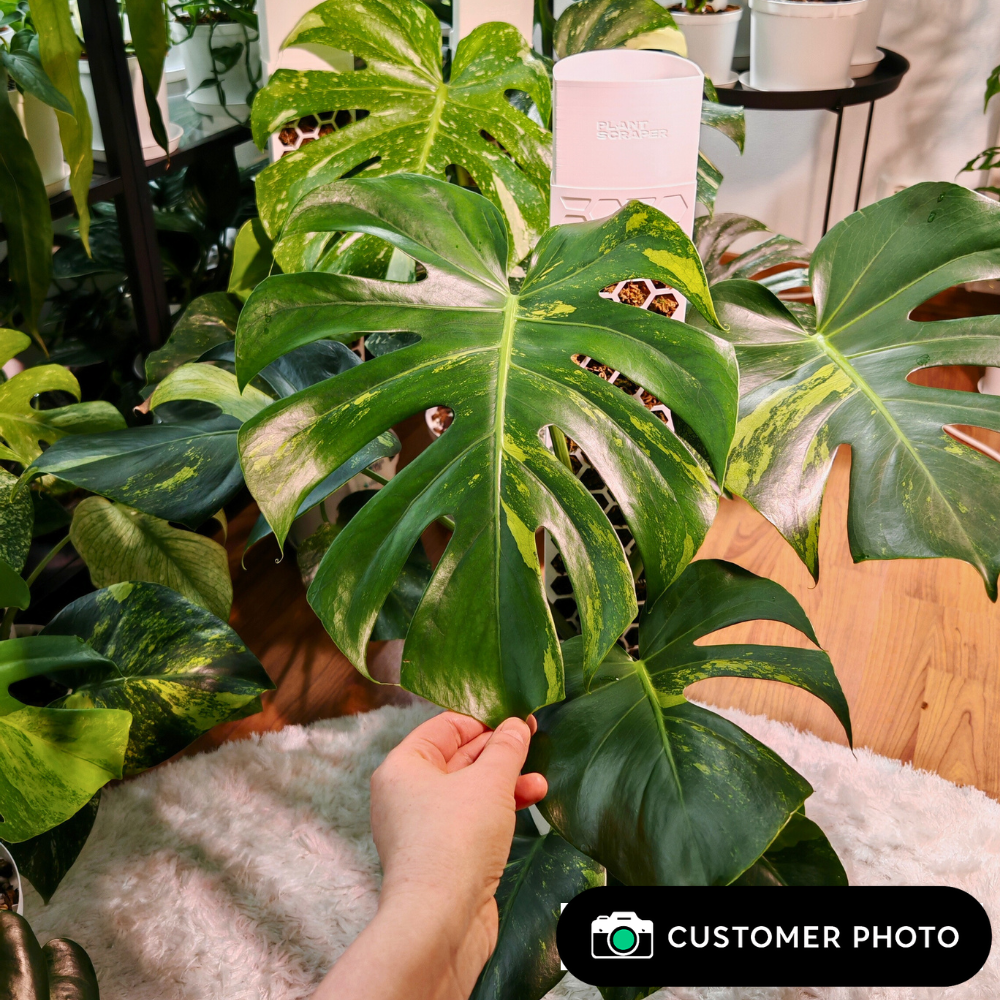 Moss Poles [Classic]