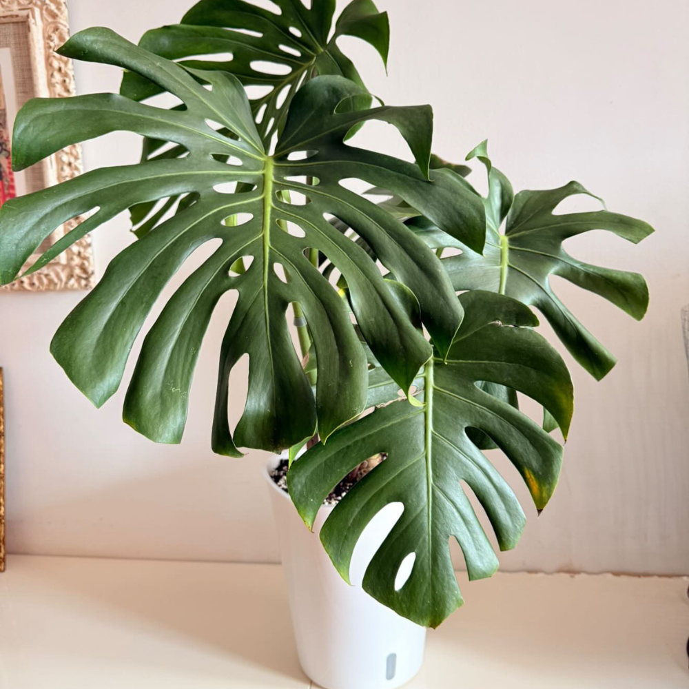 self water indoor plants Self-Watering Aroid Pots with Clear Insert – Optimal Hydration and Root Visibility