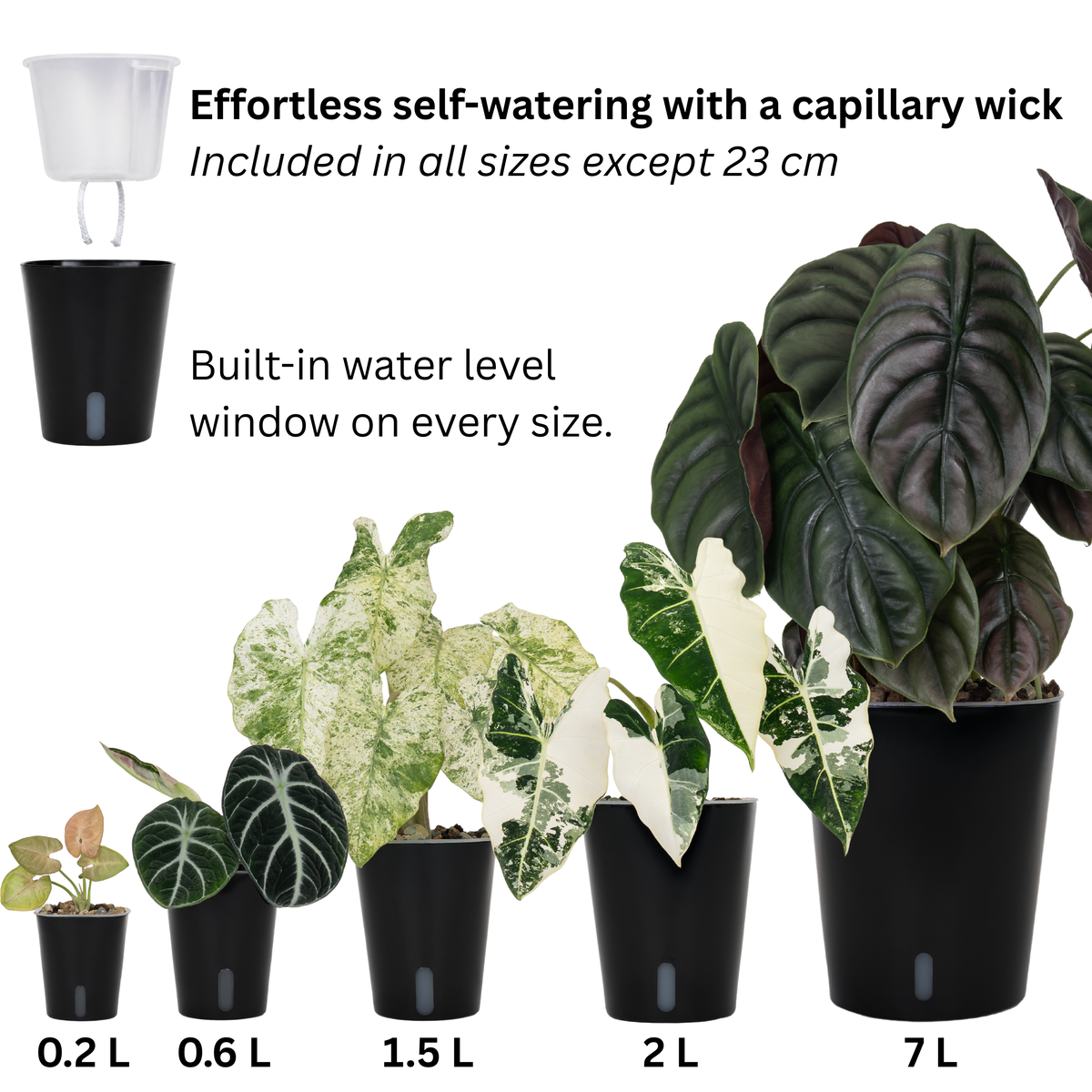 Self-watering pots with clear inserts