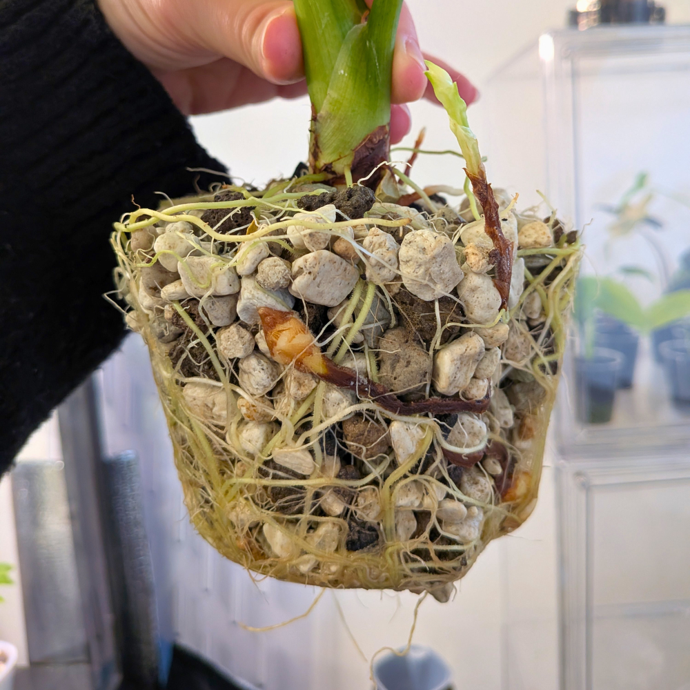 watering pots for plants Self-Watering Aroid Pots with Clear Insert – Optimal Hydration and Root Visibility
