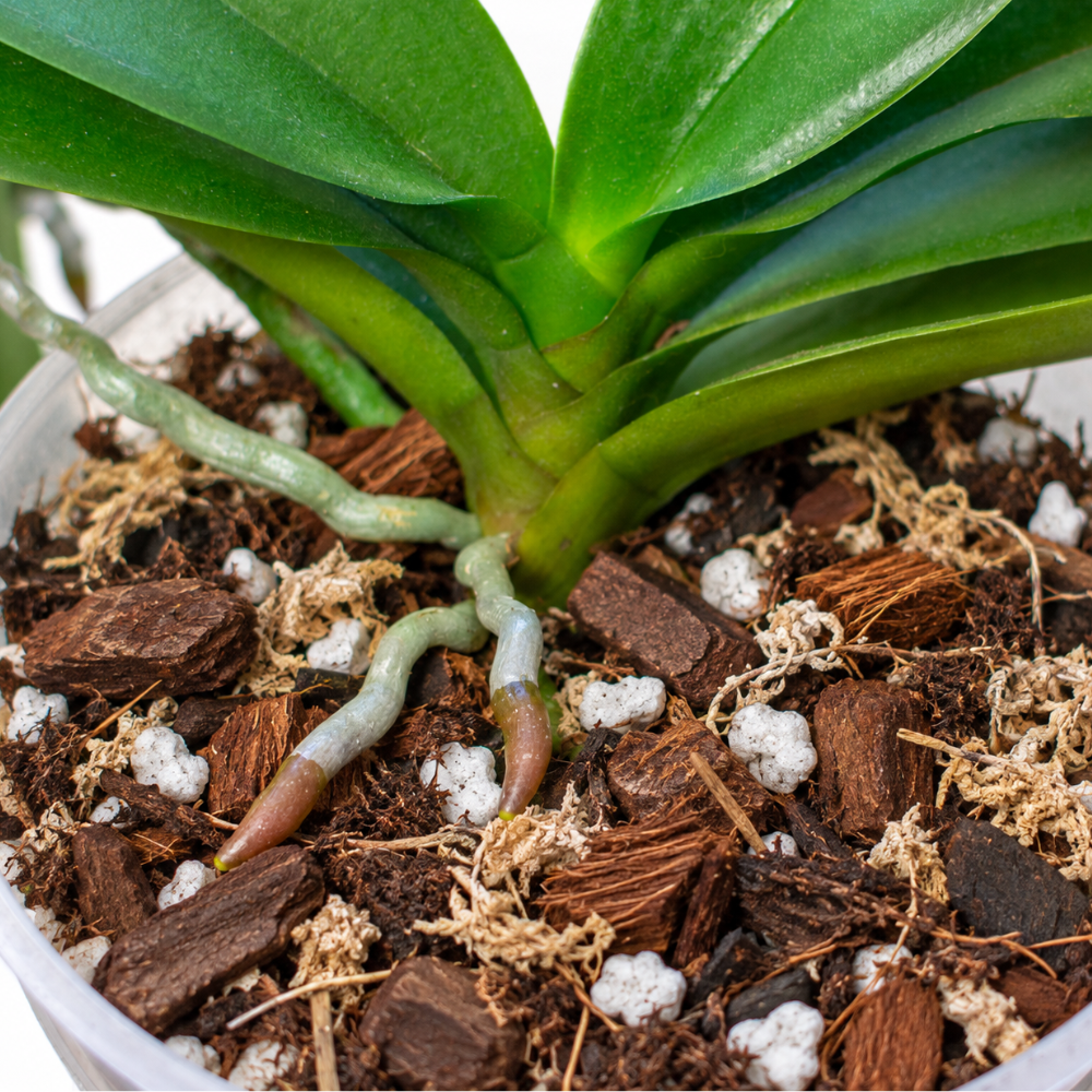 Orchideen-Mischung 8,5 l