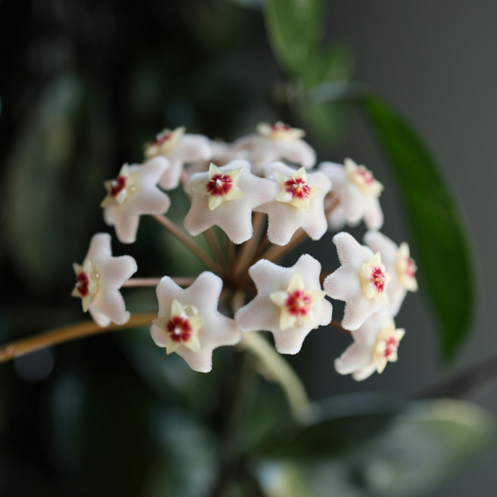 Hoya mix 8.5 L