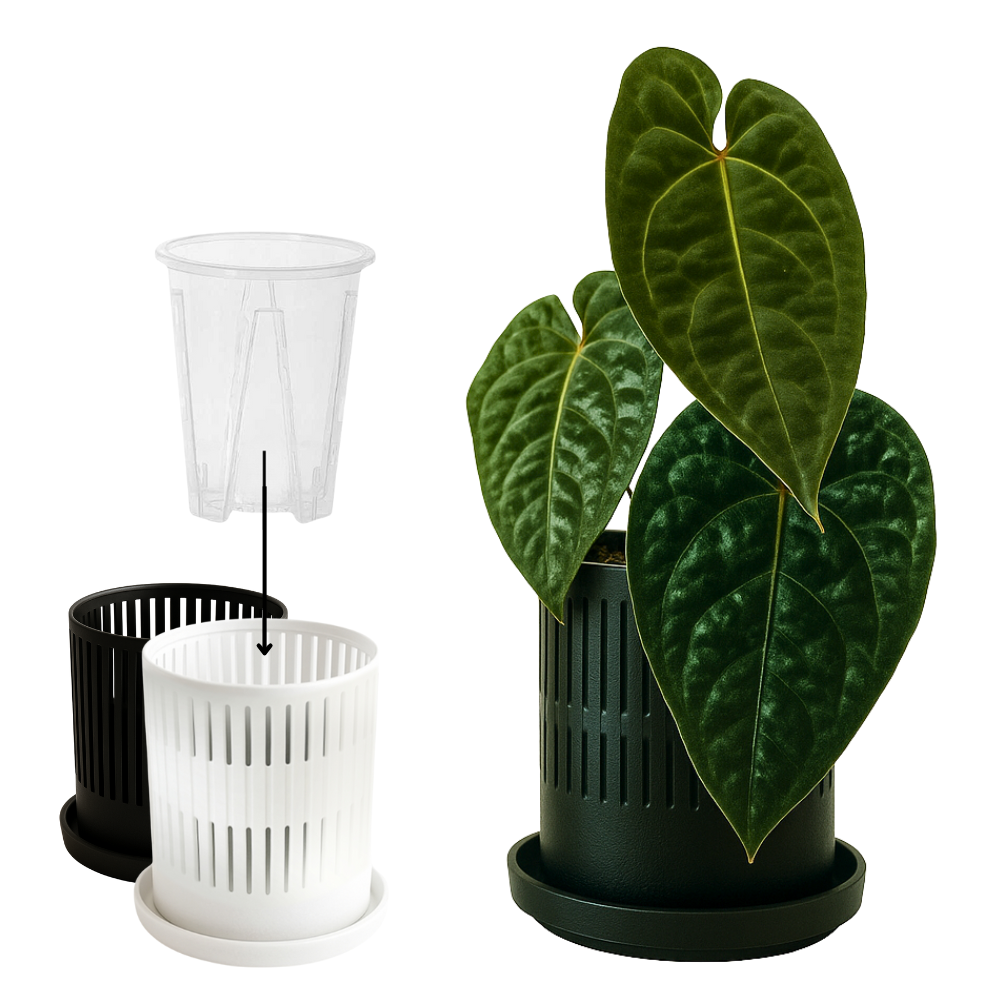 Ventilated Covers for Aroid Pots