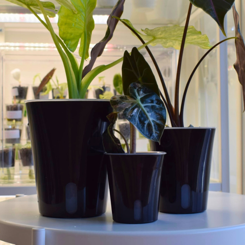 Self-watering Pots with Clear Inserts