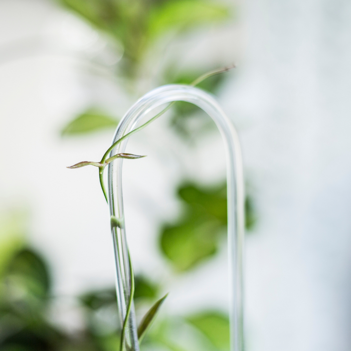 Clear Arch Trellis – Minimalistic U-Shaped Support for Climbing Plants ...