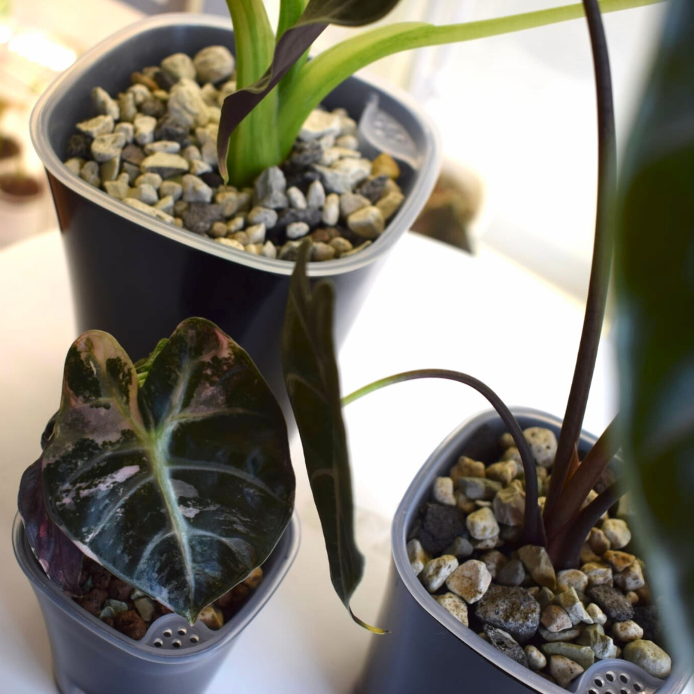 Self-watering Pots with Clear Inserts