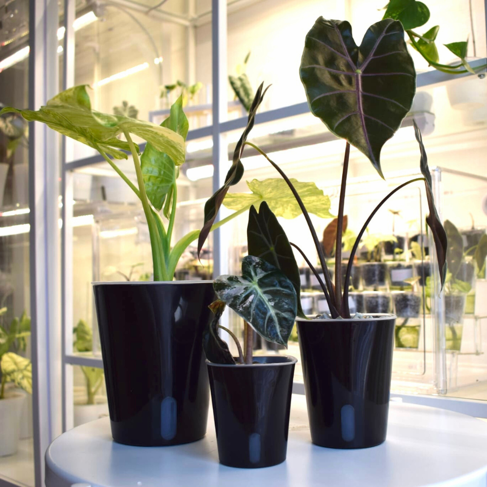 Self-watering Pots with Clear Inserts