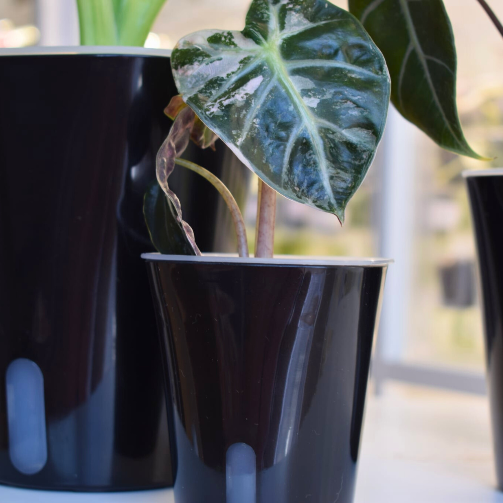 Self-watering Pots with Clear Inserts