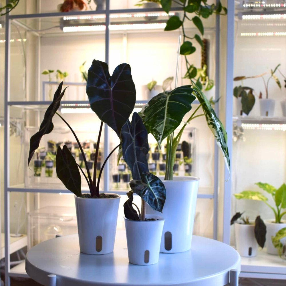 Self-watering Pots with Clear Inserts