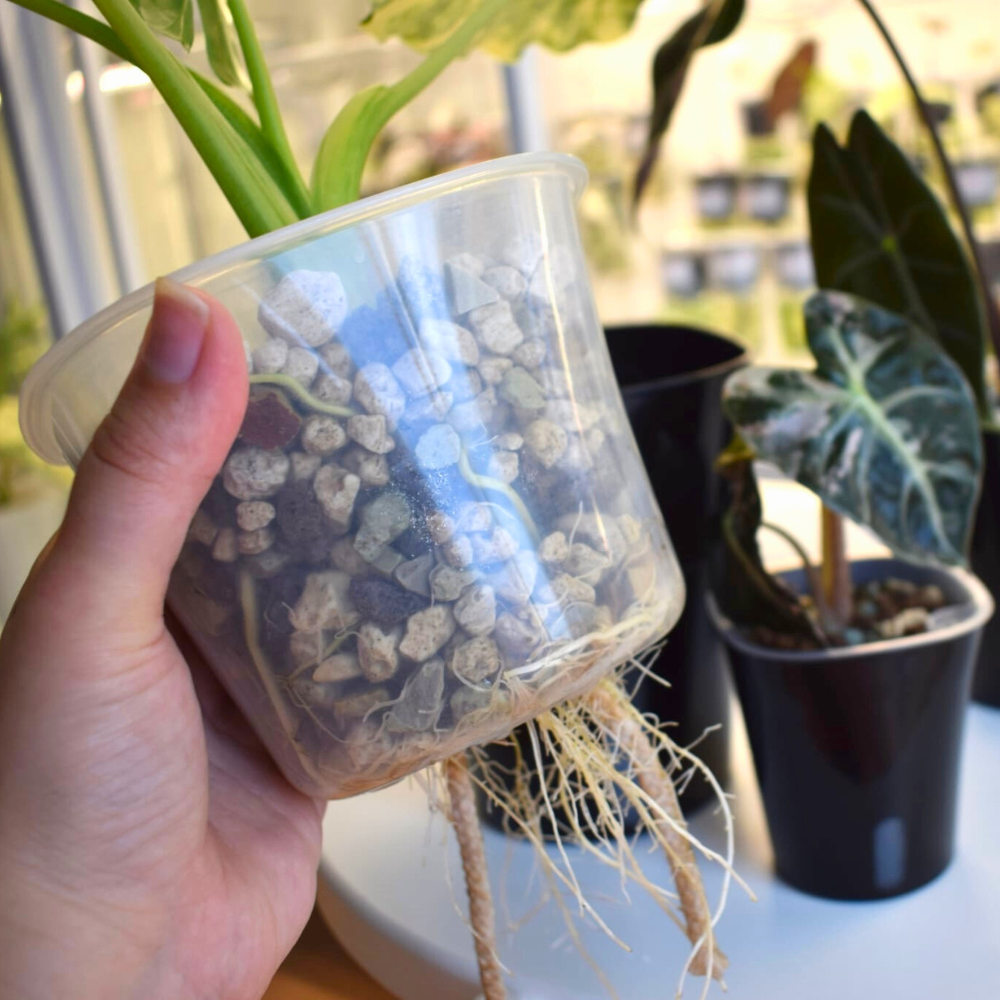 Self-watering Pots with Clear Inserts