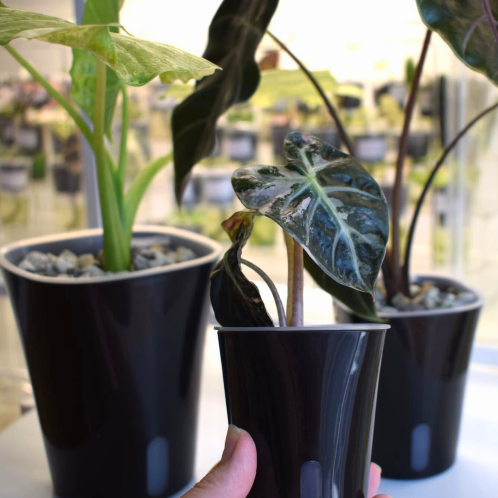 Self-watering Pots with Clear Inserts