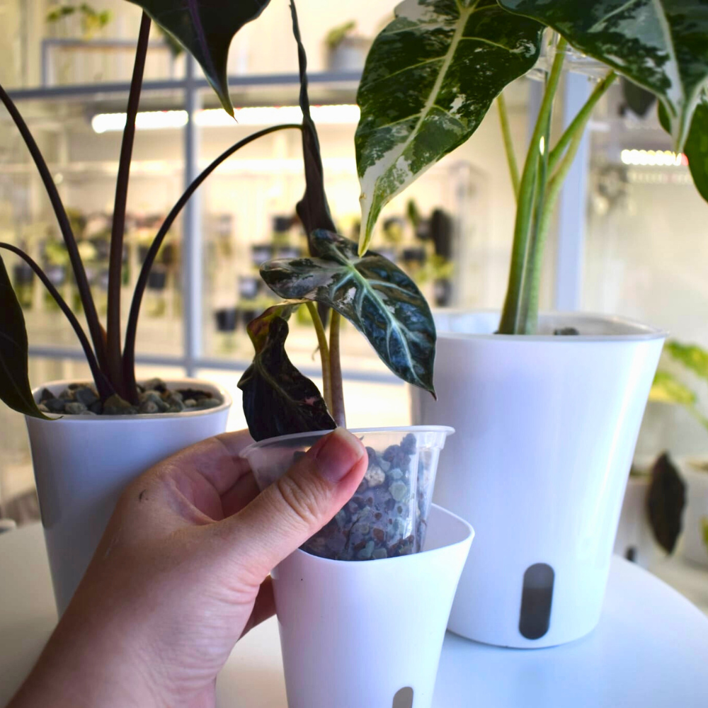 Self-watering Pots with Clear Inserts
