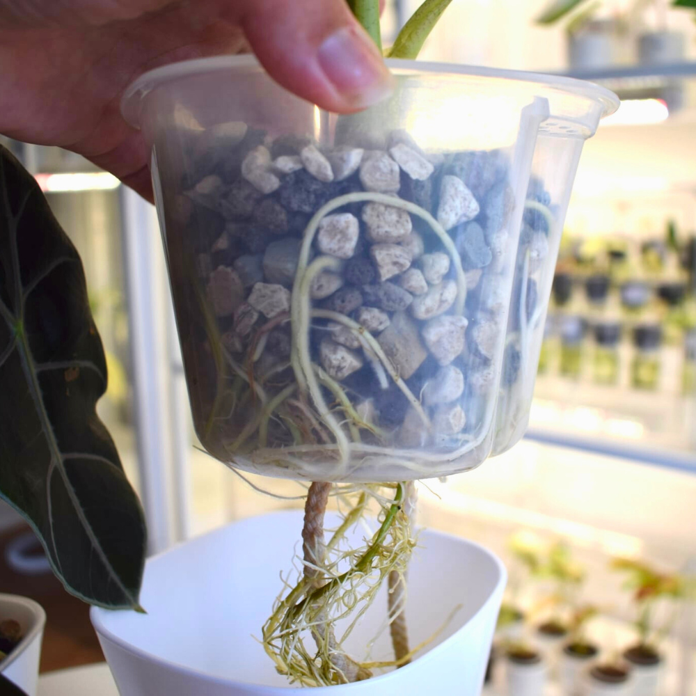 Self-watering Pots with Clear Inserts