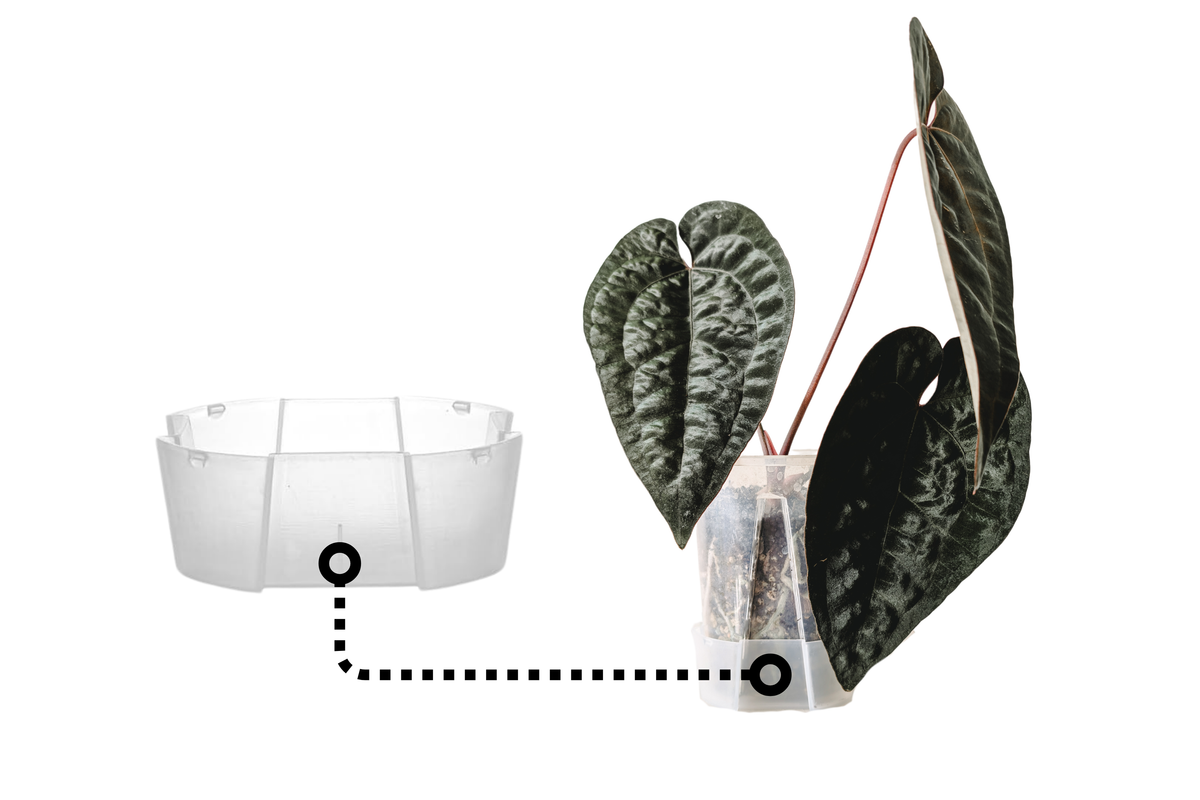 Tall Clear Matte Saucers