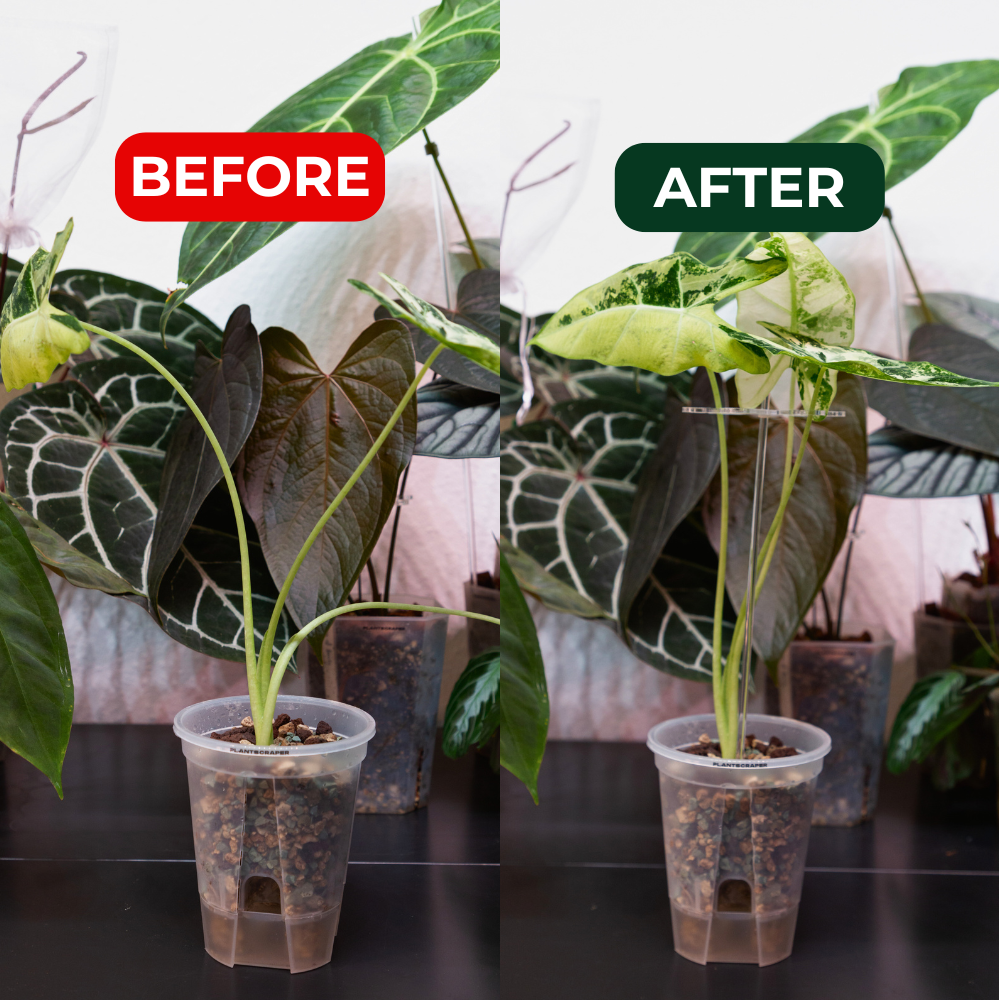 Stakes for Stem Hooks