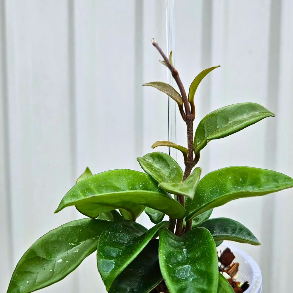clear plant trellis Clear Plant Support Stick – Transparent Stake for Indoor Plant Stability