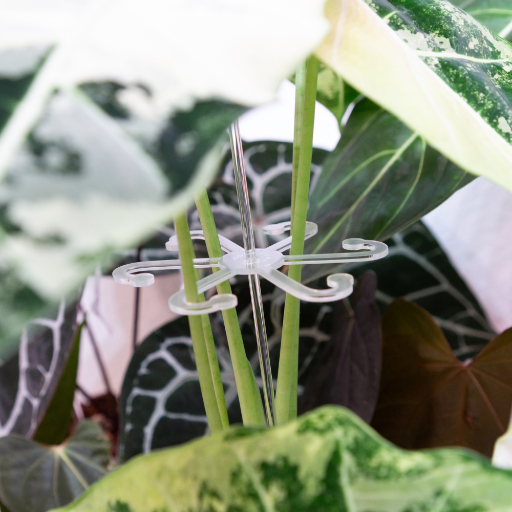 Stakes for Stem Hooks