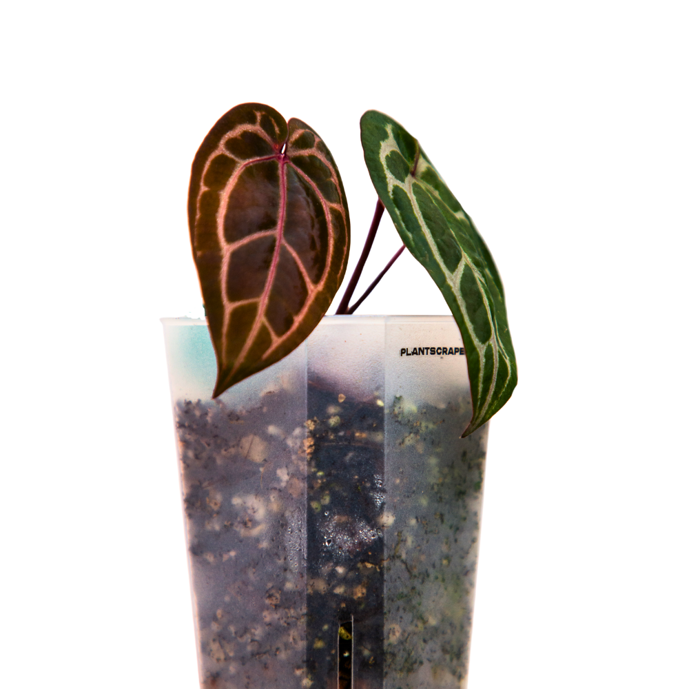tower plant pots Squared Aroid Tower Pots – Clear Matte, Space-Saving Planters for Optimal Root Health